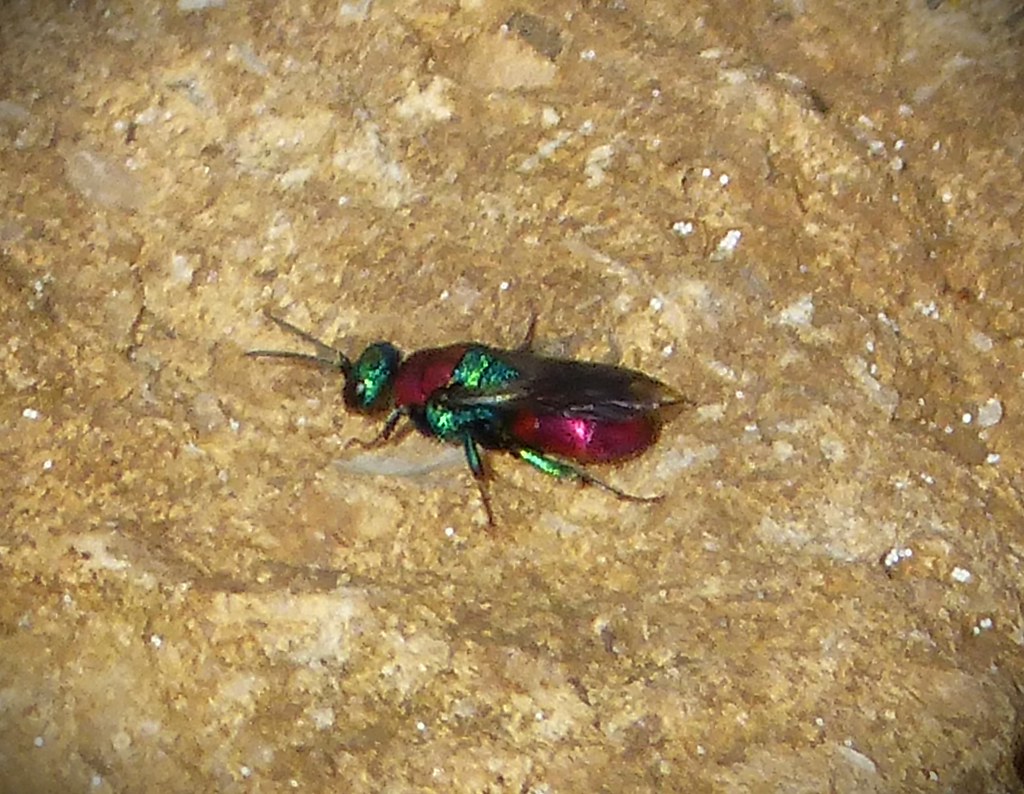 Jewel Wasp, Hedychrum nobile/niemelai female Chrysididae