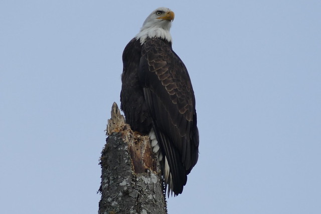 20231208-FS-Oly-Eagle at South Fork Skokomish-BH-002