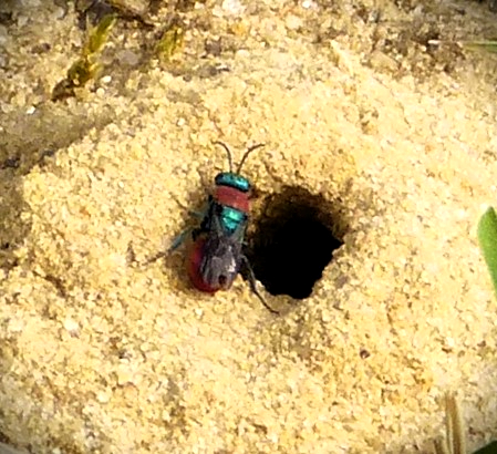 Jewel Wasp, Hedychrum nobile/niemelai female Chrysididae