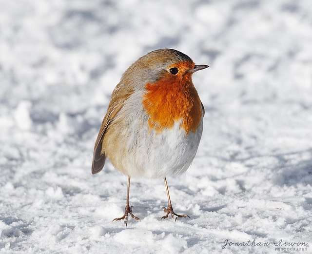 Robin In The Snow_X3A9405