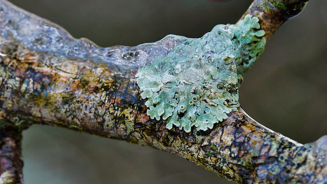Icy Lichen
