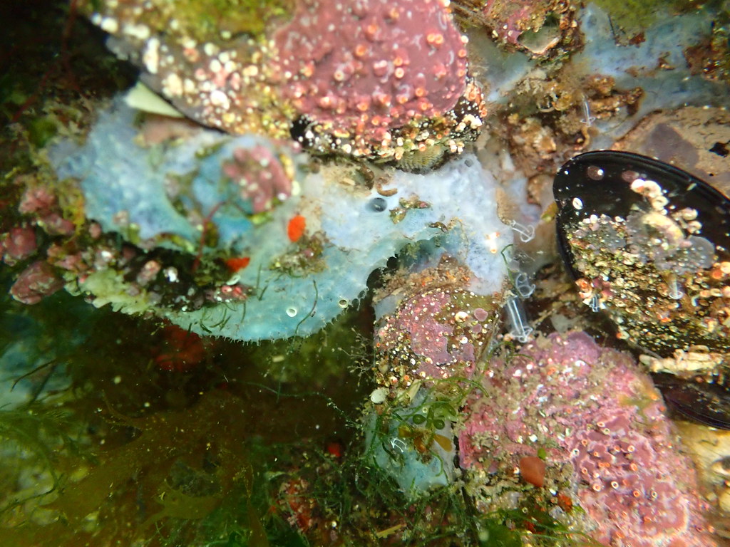 Marine Life at Limeburners Point Boat Ramp