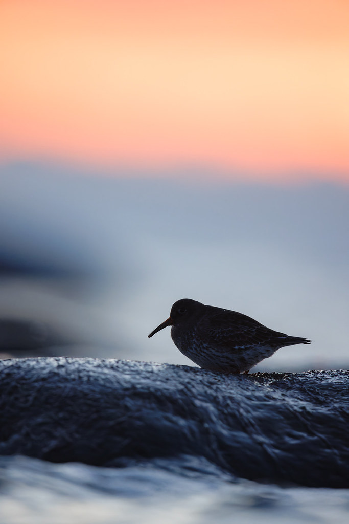 Calidris maritima | Purple Sandpiper | skärsnäppa