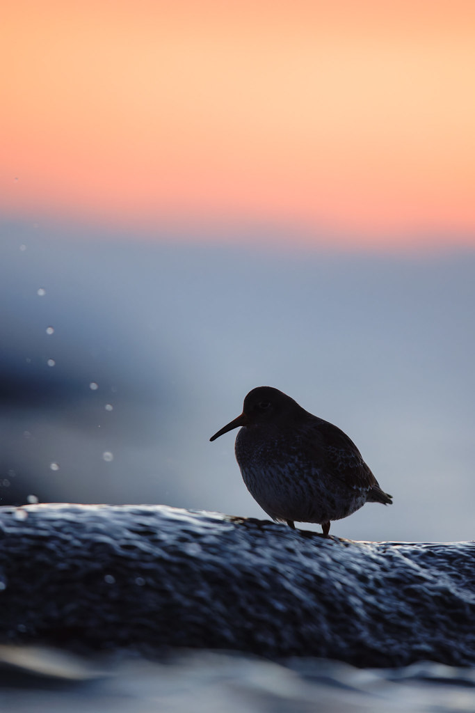Calidris maritima | Purple Sandpiper | skärsnäppa
