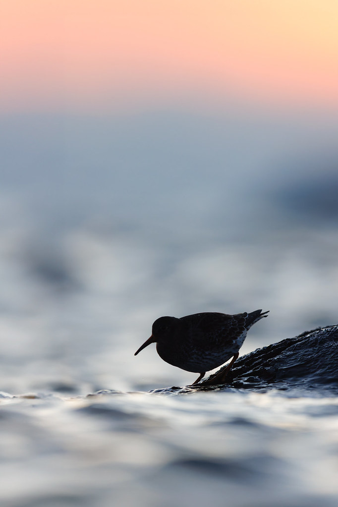 Calidris maritima | Purple Sandpiper | skärsnäppa