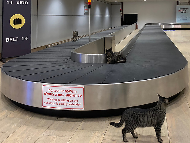 (Explored) Cat Squad at Ben Gurion Airport