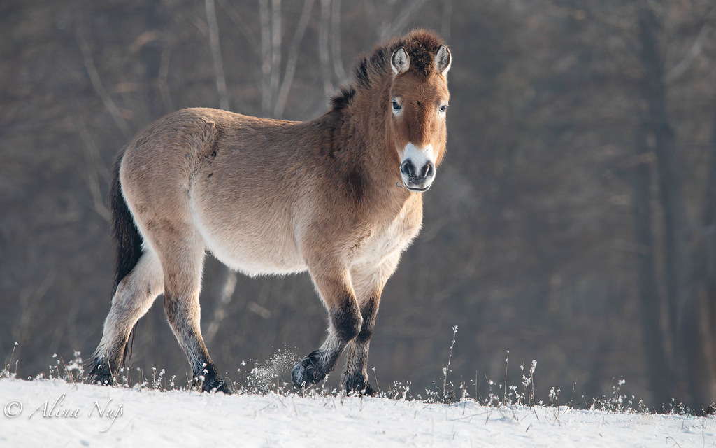 Przewalski horses, winter-2.jpg