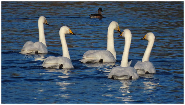 Whooper Swans, River Eden near Linstock, 18 January 24