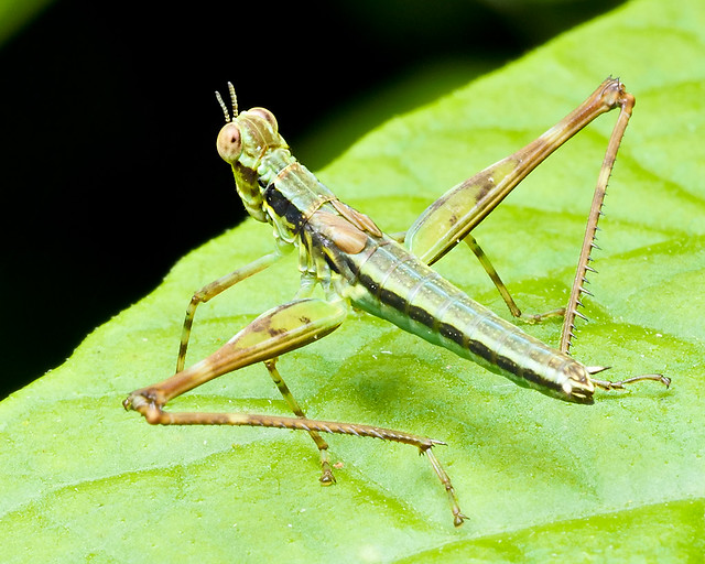 Eumastacidae