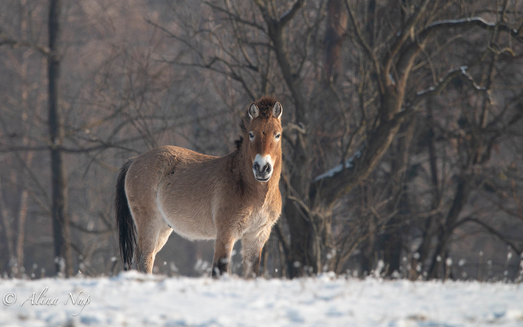 Przewalski horses, winter.jpg