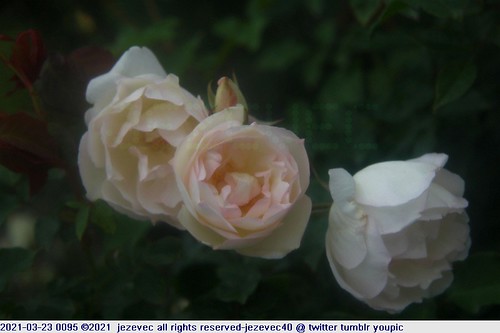 2021-03-23 0095 Taipei Rose Festival 2021 | by Jezevec40 (formerly Badger 23)