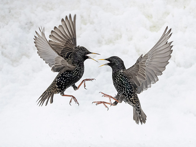 Squabbling Starlings in snow.