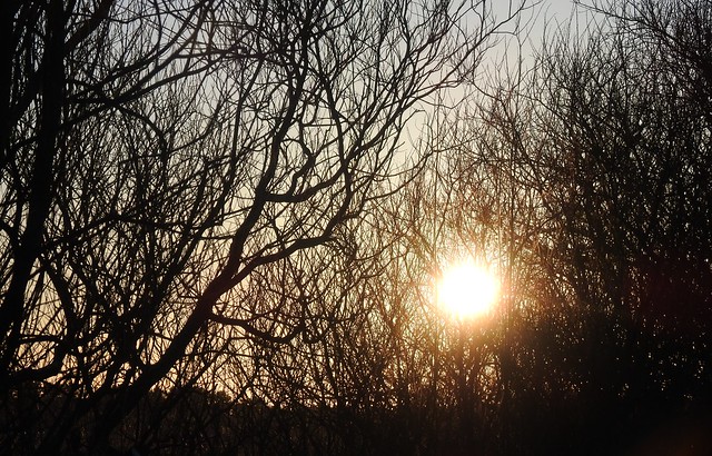 Low Winter Sun Through Silhouetted Tree Branches