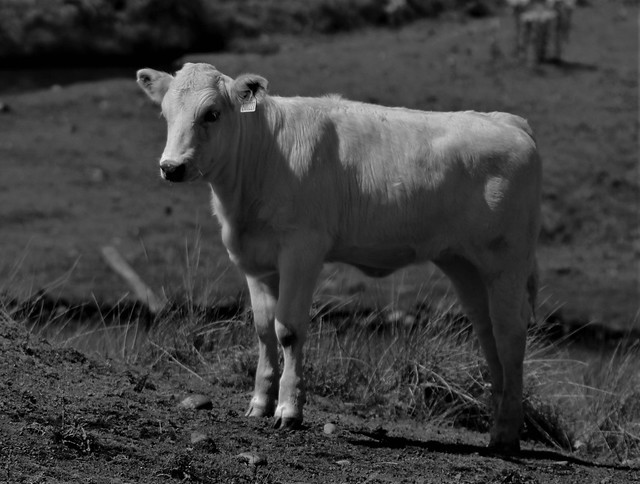 Black & White, Cow - Heifers (Bos Taurus)