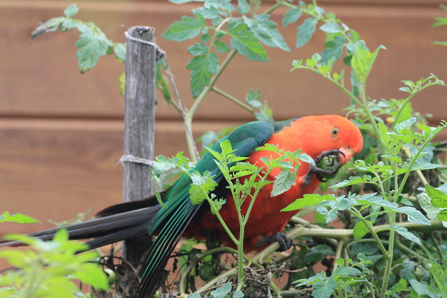King Parrot enjoying our tomato's.