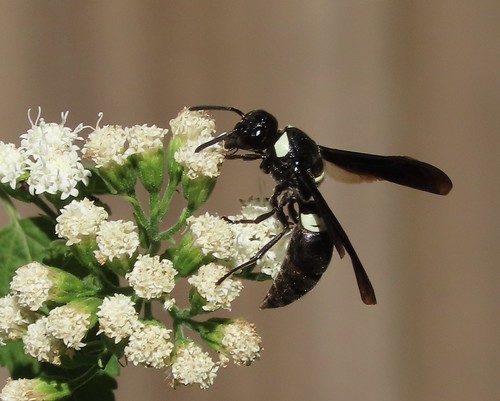 Mason wasp | by Bug Eric