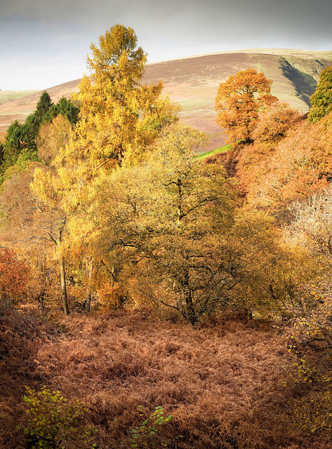 Lake District Autumn.