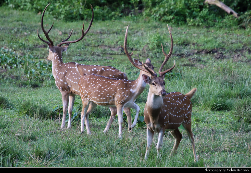 Chital Deers, Chitwan NP, Nepal