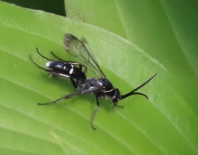 Spider wasp male