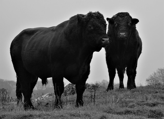 Black & White, Bull - Ox - Bullock - Steers (Bos Taurus)