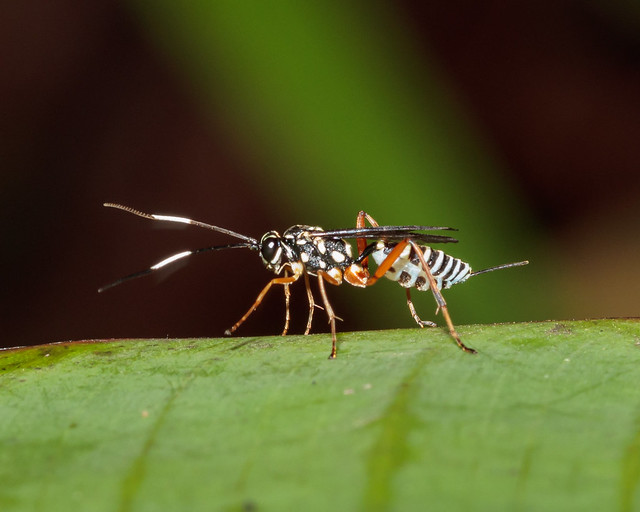 An Ichneumonid wasp