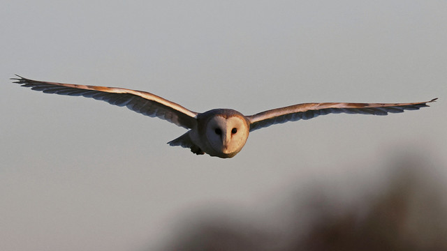 record shot: Barn owl