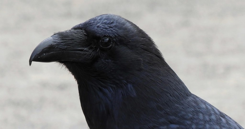 A Raven in Golden Gate Park
