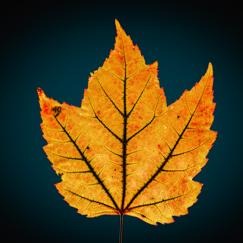 feuille érable, maple leaf