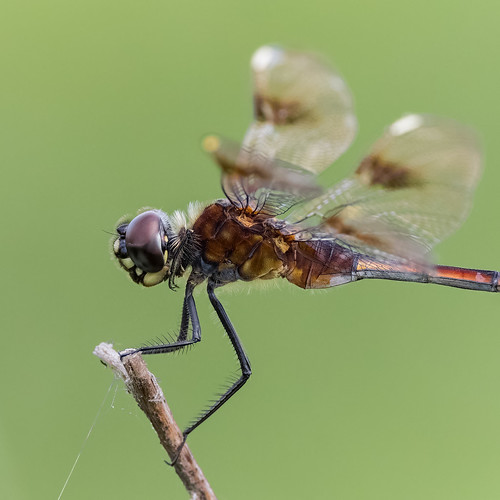 _GTL7219-CR3_DxO_DeepPRIMEXD Four-spotted Pennant dragonfly (male) #odonatagallery #instagram