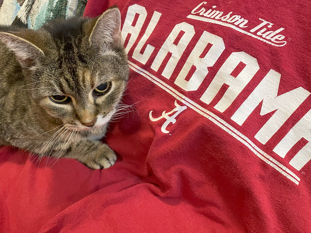 Alabama Cat