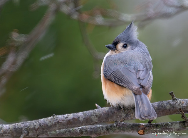 Tufter Titmouse in the winter stom