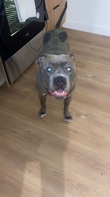 LOST blue nose pitbull dog #Richmond #KnobbHill area   Contact 587-966-0691 if sighted/found PLEASE DO NOT CHASE Pls watch, share, help to locate FRANKIE Link To Additional Lost Post  https://bit.ly/3U1wFbb  Hey guys. I live in Richmond/knobb hill area. M