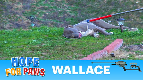 Mountain rescue of an abandoned injured Pit Bull - Please … | Flickr