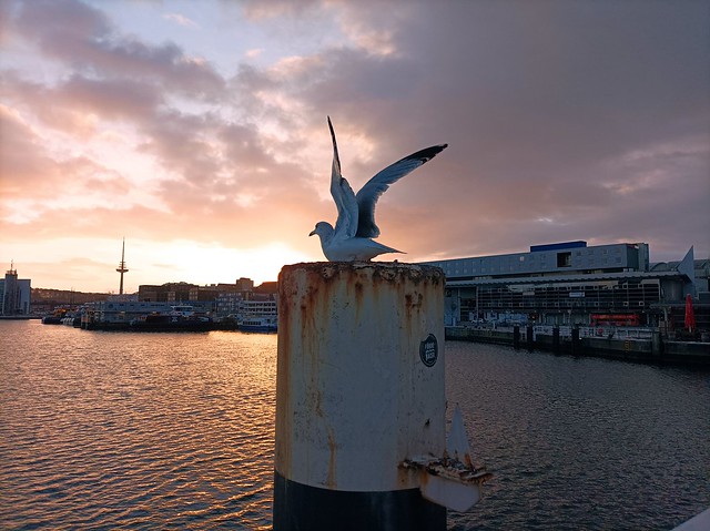 die Möwe fliegt grade weg-Sonnenuntergang an der Hörn in Kiel