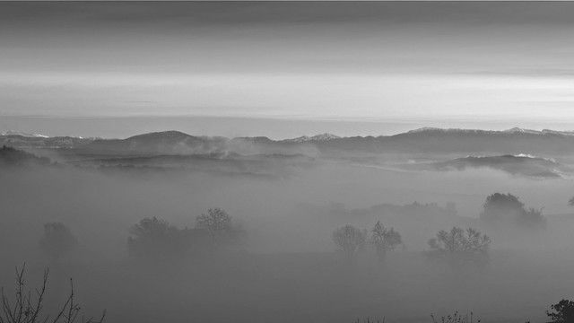 Mist - Trees - Cloud (B&W)