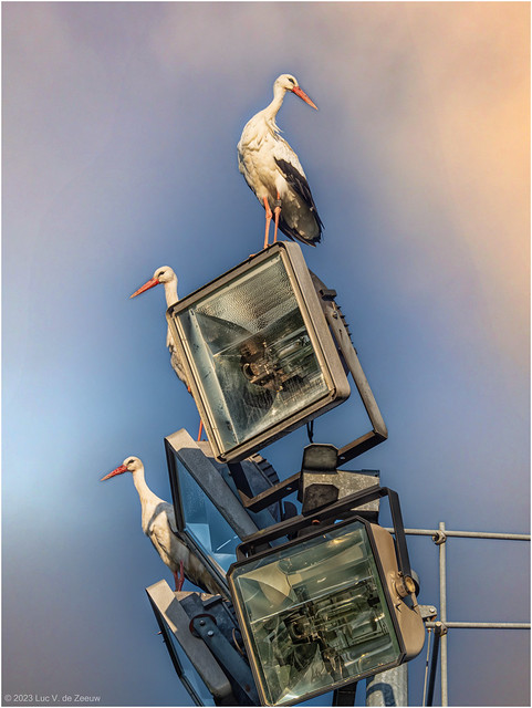 Storks rest and spend the night in Montguyon, France on their migration south.