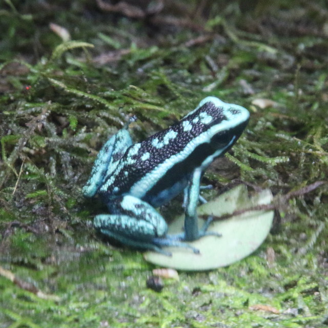 Ameerega Bassleri (Poison Arrow Frog)