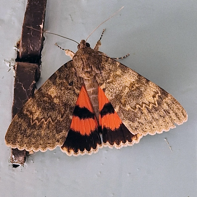Red underwing moth (Catocala nupta), Pebrieres