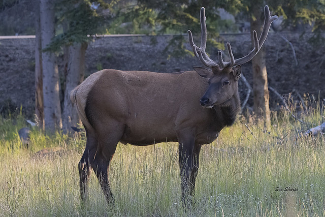 Elk (Bull)