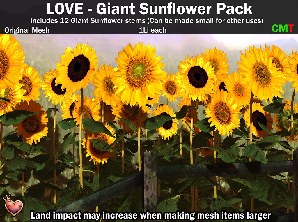 LOVE – Giant Pink Sunflower Pack