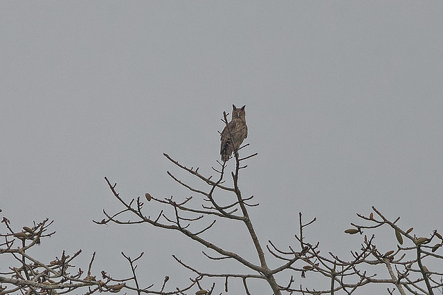 Тёмный филин, Bubo coromandus coromandus, Dusky Eagle-Owl