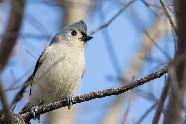 3796 Tufted Titmouse