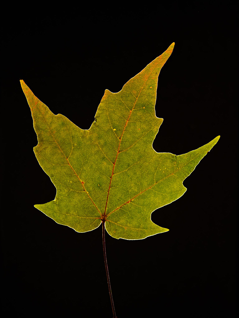 feuille d'érable à sucre, maple sugar leaf