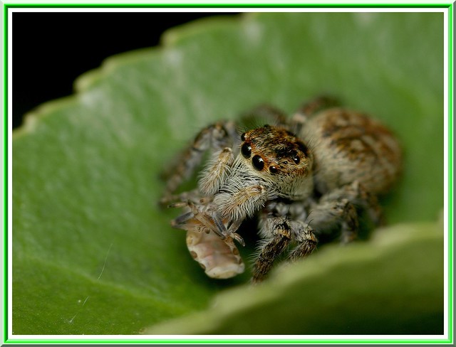 Araignée Saltique / Arachnide Salticidae-sp