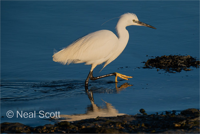 Little Egret in a Hurry