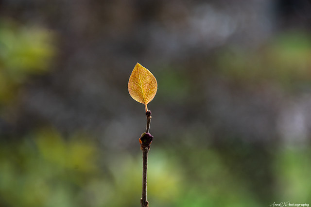 tiny little leaf