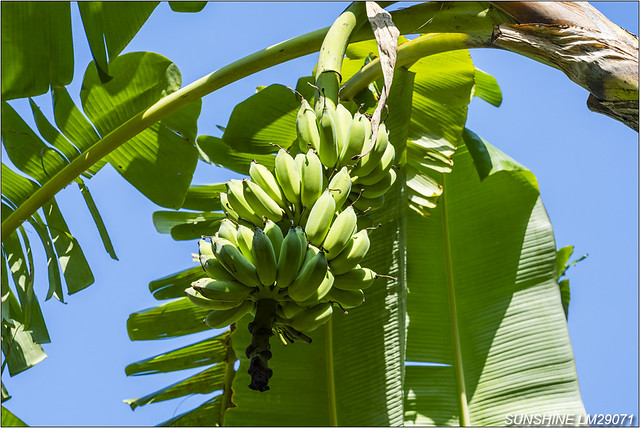 LM29071,香蕉,香蕉園,香蕉樹,芭蕉,果園,農業