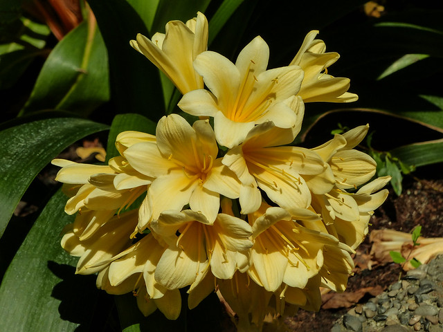 Bush Lily / Clivia miniata, Calgary Zoo