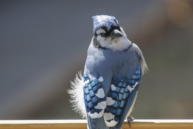 Blue jay over the shoulder look with bright white bustle