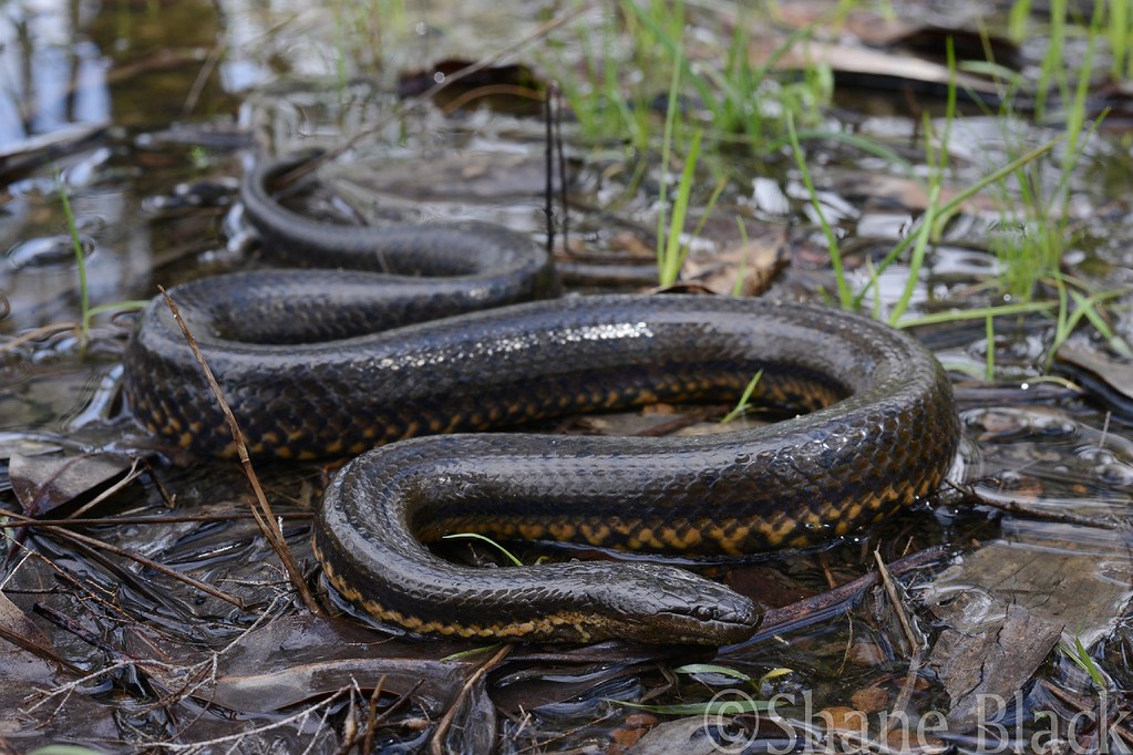 Macleay's Water Snake (Pseudoferania polylepis)
